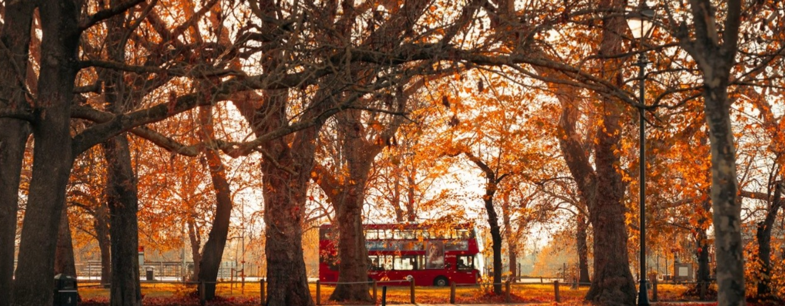Autumn trees with orange leaves surrounding a red double-decker London bus in a park