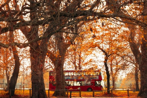 Autumn trees with orange leaves surrounding a red double-decker London bus in a park