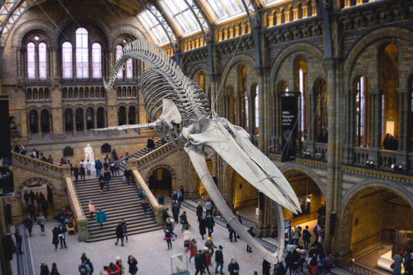 A museum gallery with a large suspended whale skeleton surrounded by visitors and ornate architectural details.
